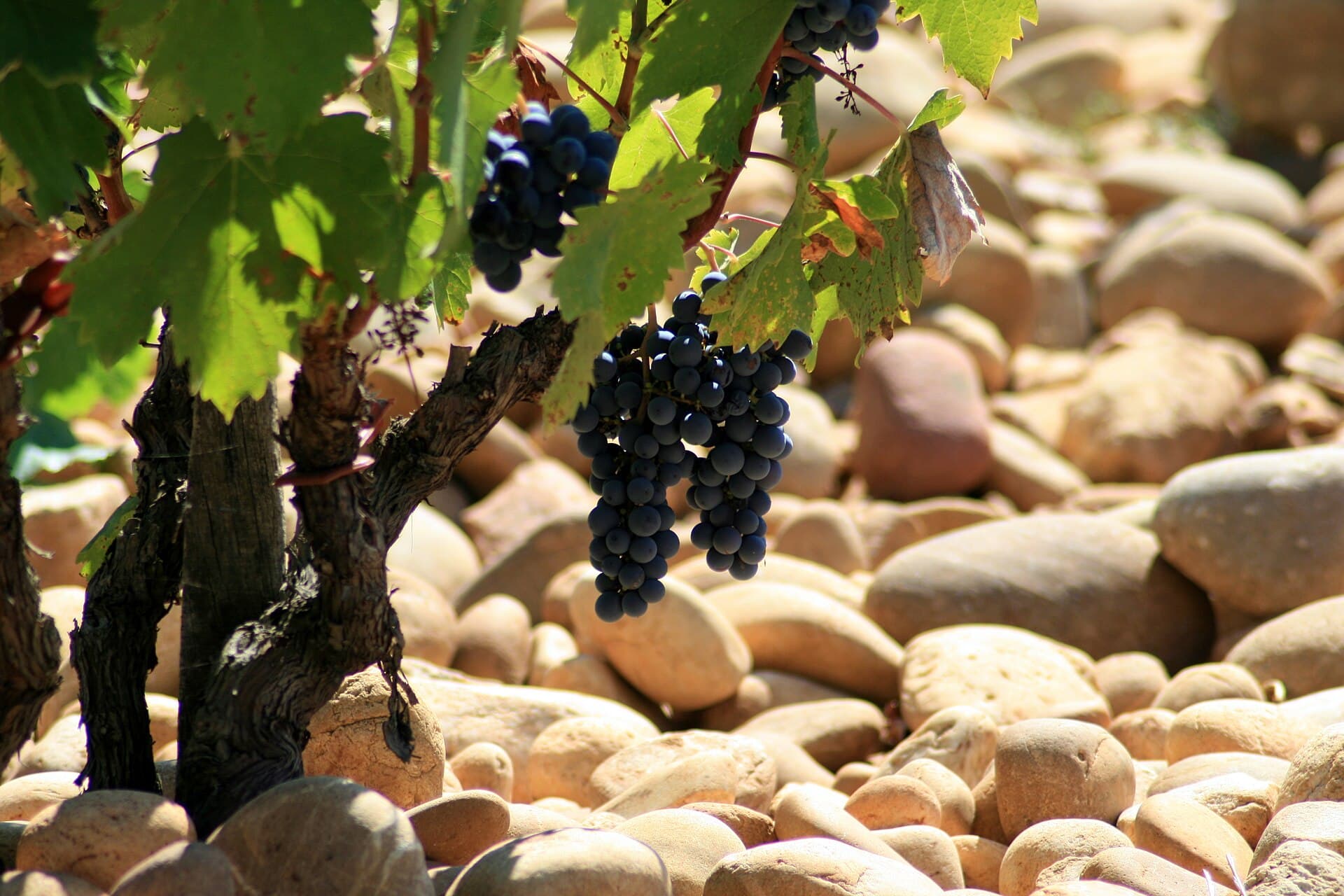 Clusters of dark grapes hanging from an old vine over a ground of large rounded pebbles in strong sun.