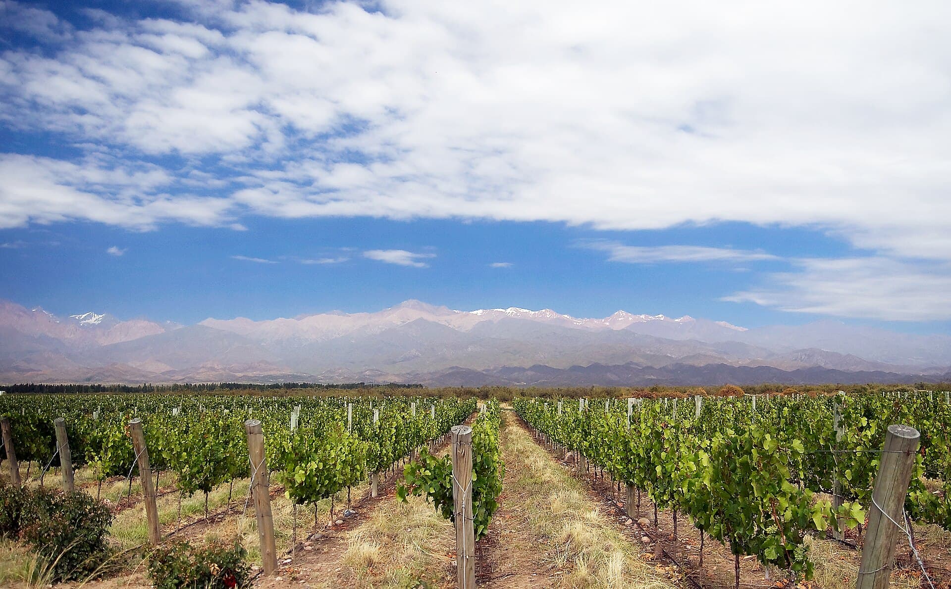 Rows of green vines under a wide sky with the snow-flecked Andes on the horizon.