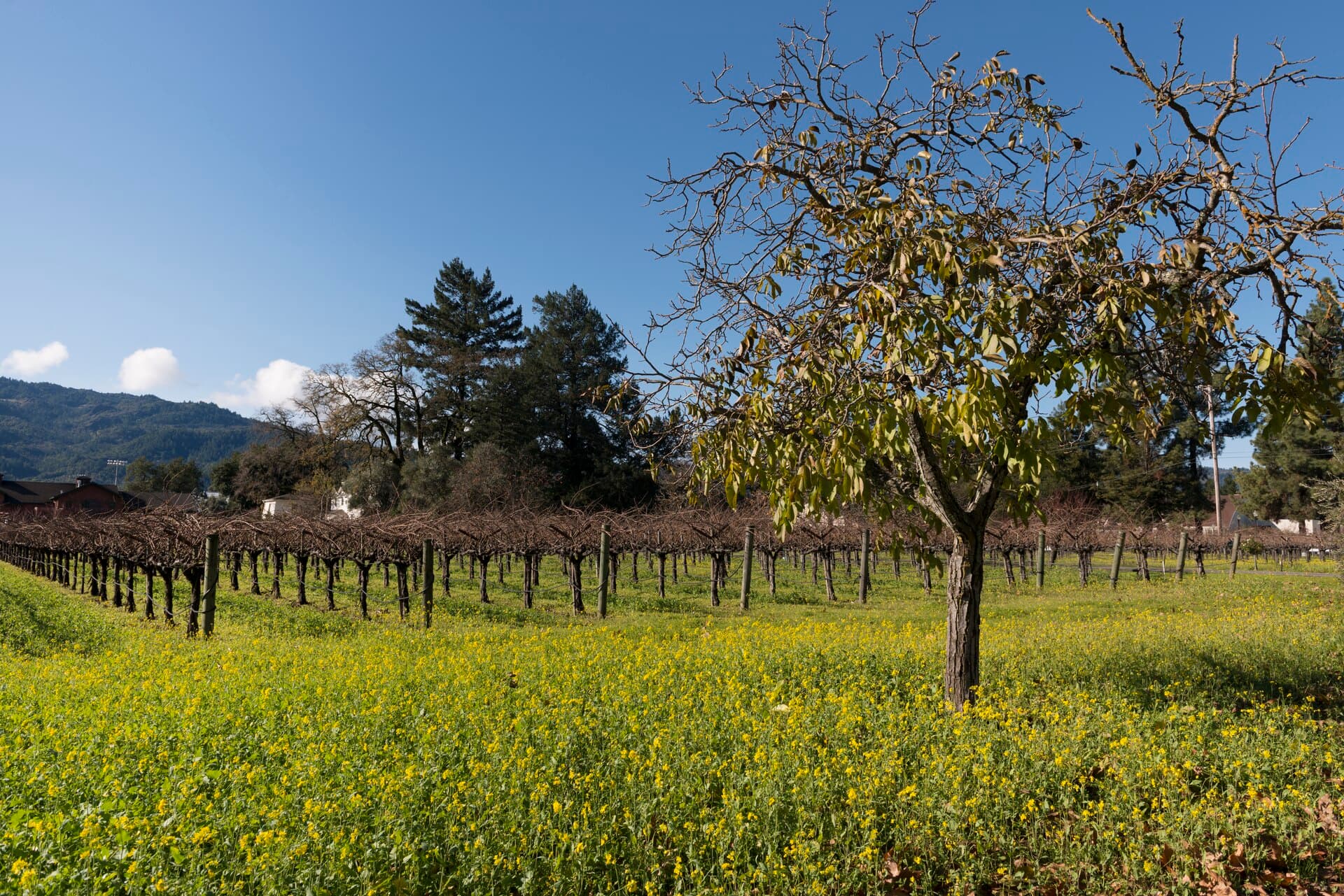 Bare winter vines in neat rows above a field of yellow wild mustard, with hills and a bare tree under a blue sky.