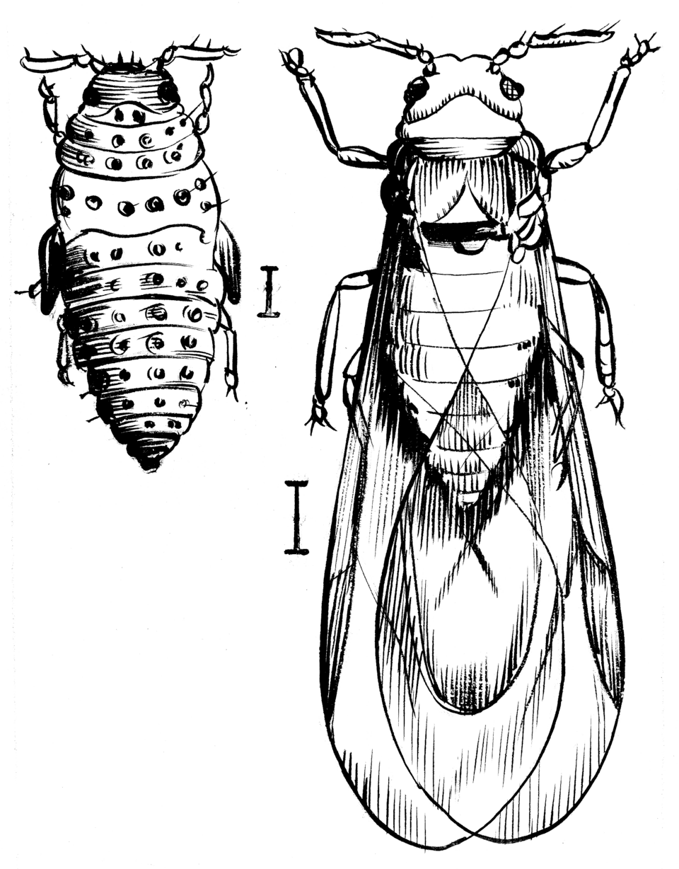 An ink drawing of two phylloxera insects, a small wingless one on the left and a larger winged one on the right.