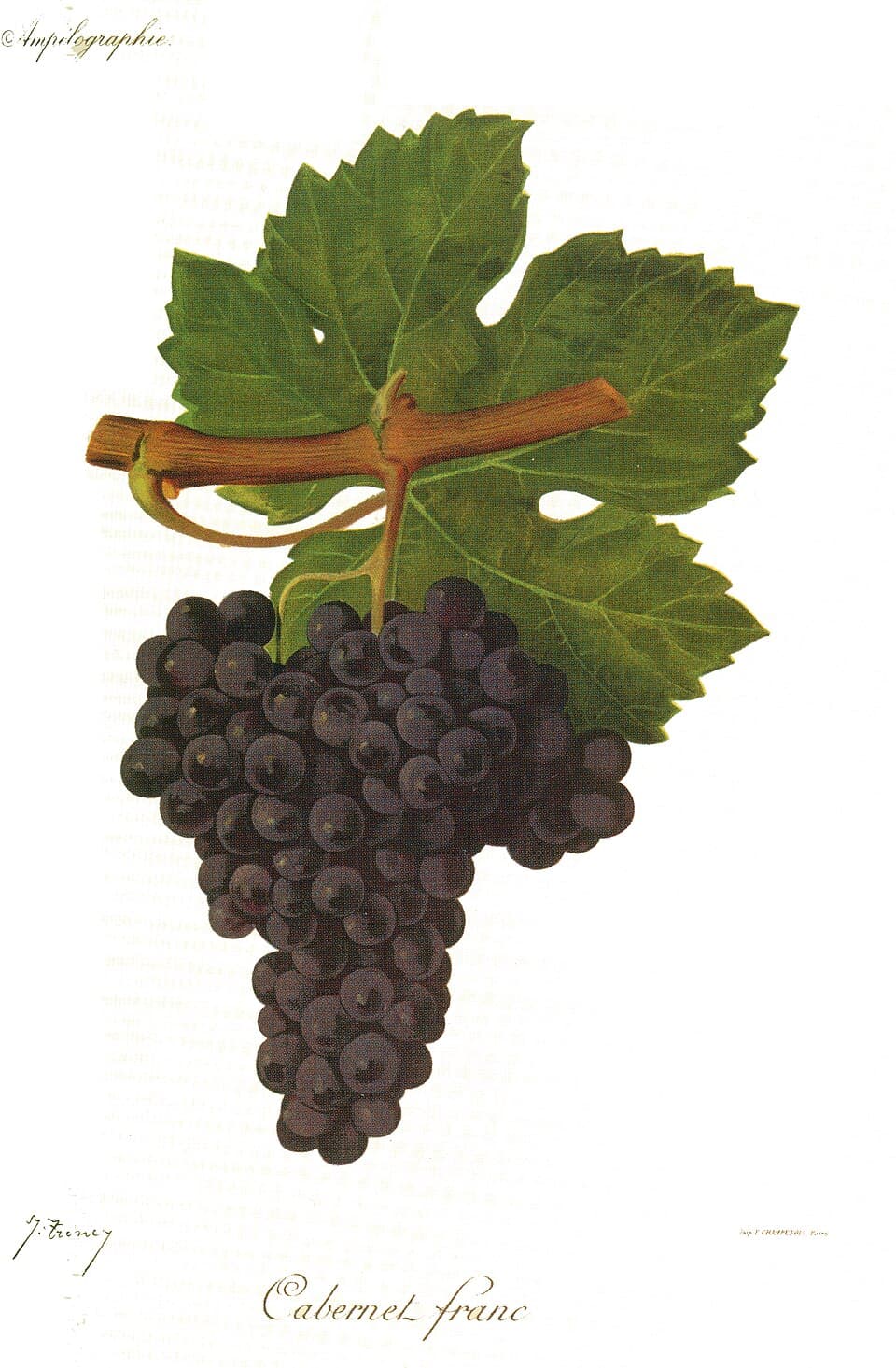 A botanical plate of a Cabernet Franc leaf and a bunch of dark grapes.