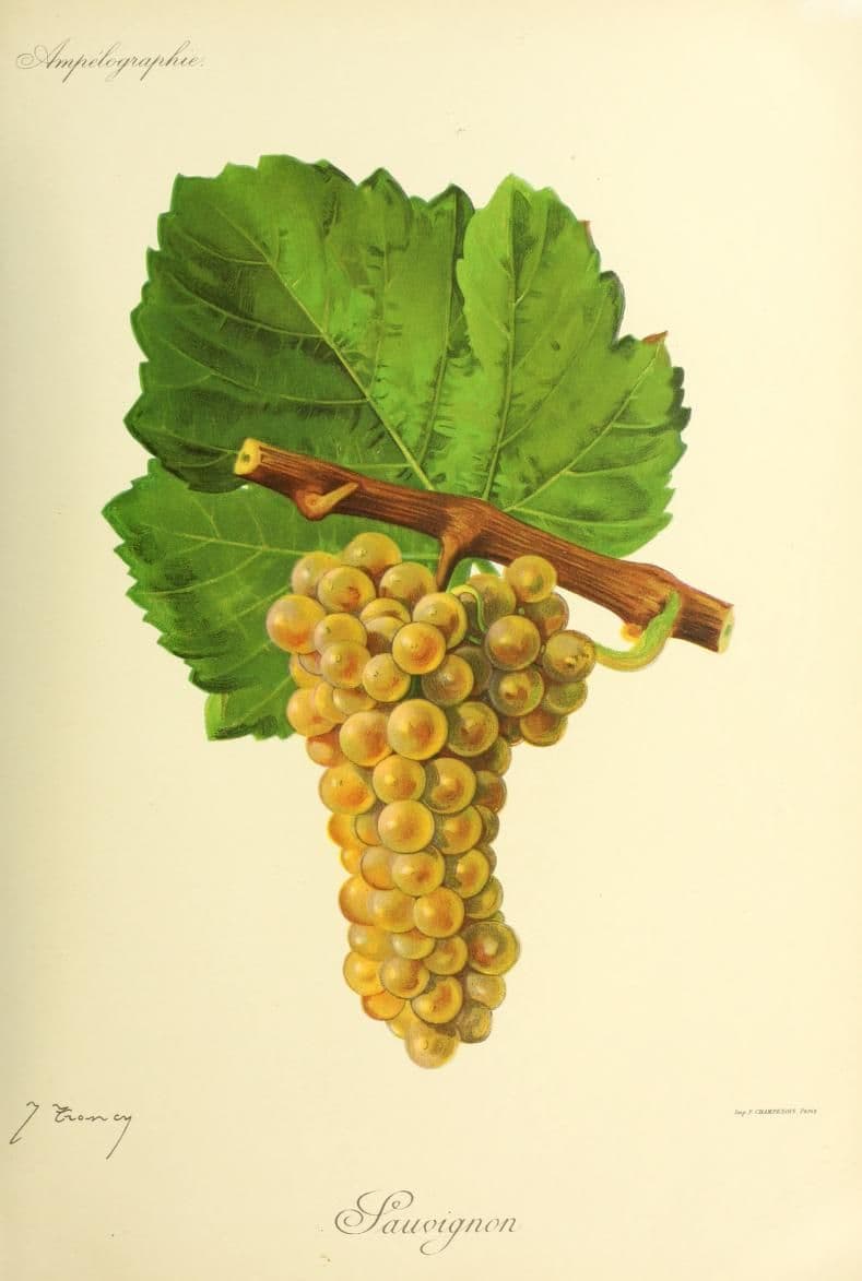 A botanical plate of a Sauvignon leaf and a bunch of golden grapes.